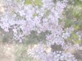 北京丁香什么时候开花_北京丁香怎么养
