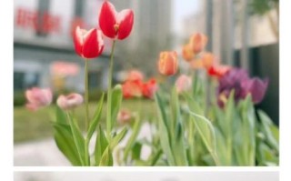 苹果拍怎么样_苹果拍照效果好吗