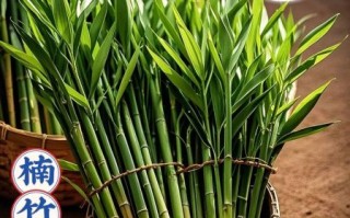 竹子批发价格多少钱一吨_竹子种植前景怎么样
