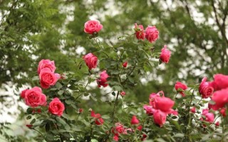 北京市市花是什么花_北京市花月季和菊花区别