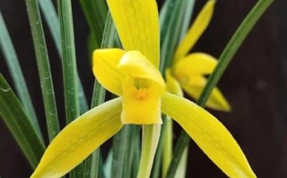 春兰股份股票怎么样_春兰股份值得长期持有吗