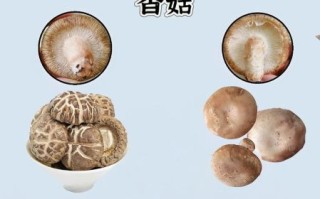 蘑菇价格为什么忽高忽低_如何挑选新鲜蘑菇