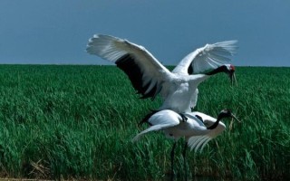 仙鹤股票值得买吗_仙鹤股票未来走势