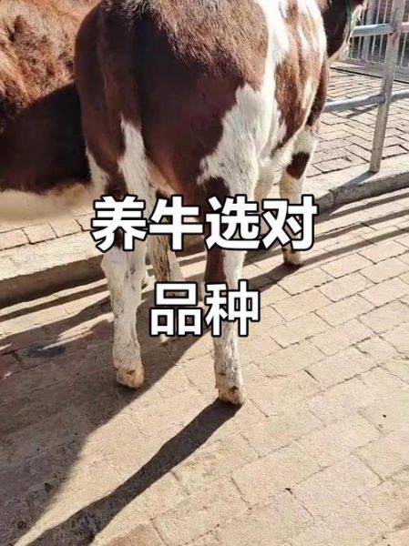 怎么样的小牛_怎样挑选健康小牛-第2张图片-俊逸知识馆 怎么样的小牛_怎样挑选健康小牛-第2张图片-俊逸知识馆