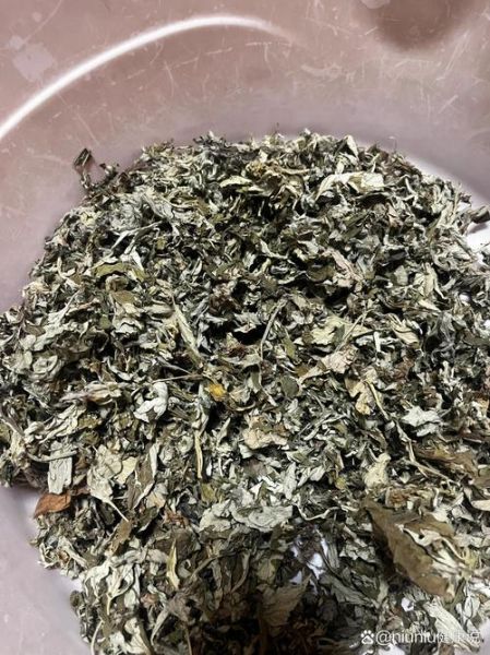 艾草多少钱一斤_新鲜艾草和干艾草价格差多少-第3张图片-俊逸知识馆 艾草多少钱一斤_新鲜艾草和干艾草价格差多少-第3张图片-俊逸知识馆