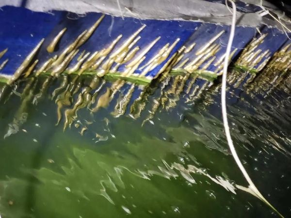 水蛭价格多少钱一斤_水蛭养殖前景如何-第2张图片-俊逸知识馆 水蛭价格多少钱一斤_水蛭养殖前景如何-第2张图片-俊逸知识馆