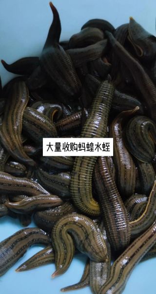 水蛭价格多少钱一斤_水蛭养殖前景如何-第1张图片-俊逸知识馆 水蛭价格多少钱一斤_水蛭养殖前景如何-第1张图片-俊逸知识馆