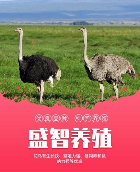 鸵鸟养殖赚钱吗_鸵鸟肉多少钱一斤-第2张图片-俊逸知识馆 鸵鸟养殖赚钱吗_鸵鸟肉多少钱一斤-第2张图片-俊逸知识馆