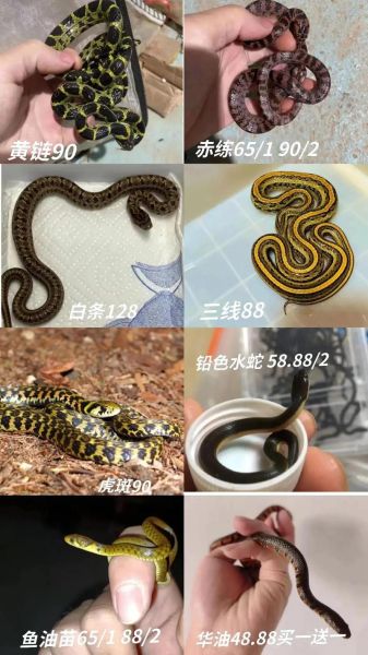 蛇市场价格多少钱一斤_新手养蛇赚钱吗-第1张图片-俊逸知识馆 蛇市场价格多少钱一斤_新手养蛇赚钱吗-第1张图片-俊逸知识馆