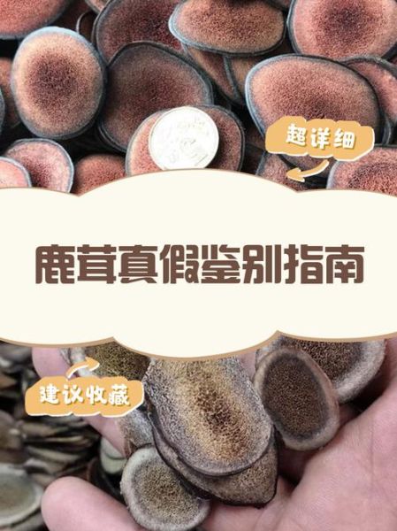 鹿茸价格多少钱一克_鹿茸怎么挑选真假-第1张图片-俊逸知识馆 鹿茸价格多少钱一克_鹿茸怎么挑选真假-第1张图片-俊逸知识馆