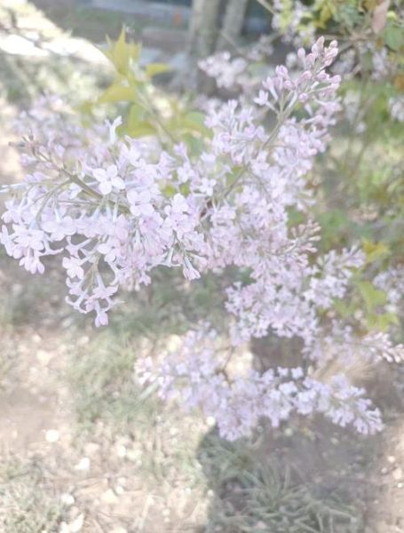 北京丁香什么时候开花_北京丁香怎么养-第1张图片-俊逸知识馆 北京丁香什么时候开花_北京丁香怎么养-第1张图片-俊逸知识馆