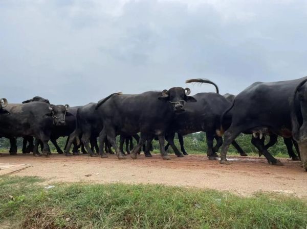 水牛市场价格多少钱一头_水牛养殖前景如何-第2张图片-俊逸知识馆