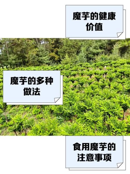 魔芋市场前景怎么样_魔芋有哪些创业机会-第2张图片-俊逸知识馆 魔芋市场前景怎么样_魔芋有哪些创业机会-第2张图片-俊逸知识馆
