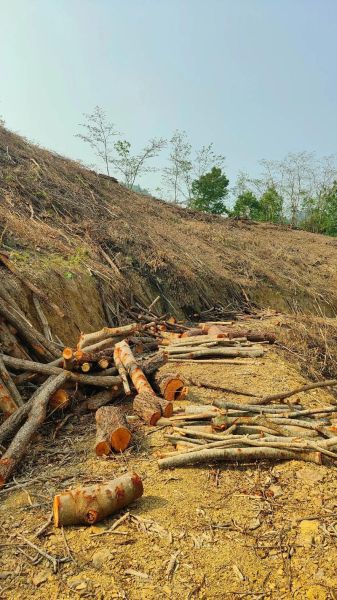 杂木市场价格走势_杂木市场在哪里-第1张图片-俊逸知识馆 杂木市场价格走势_杂木市场在哪里-第1张图片-俊逸知识馆