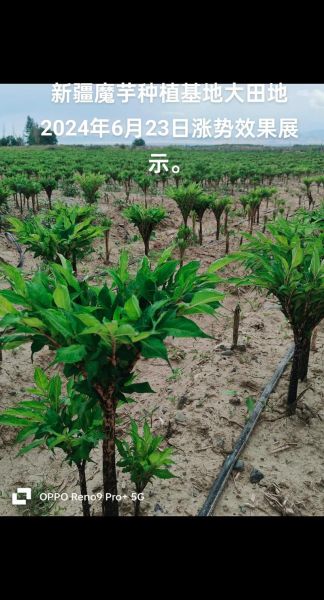 魔芋市场前景怎么样_魔芋有哪些创业机会-第1张图片-俊逸知识馆 魔芋市场前景怎么样_魔芋有哪些创业机会-第1张图片-俊逸知识馆