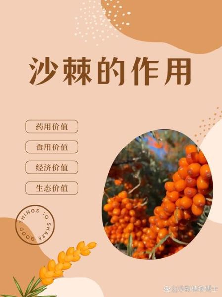 沙棘多少钱一斤_沙棘的功效与作用有哪些-第2张图片-俊逸知识馆 沙棘多少钱一斤_沙棘的功效与作用有哪些-第2张图片-俊逸知识馆
