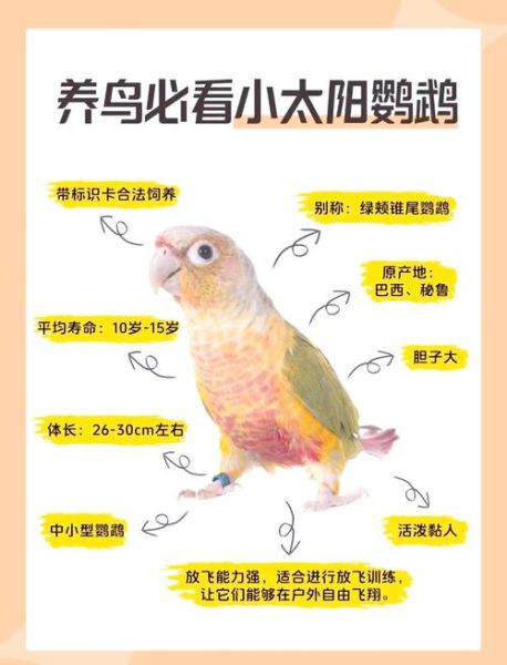 鹦鹉市场价格多少钱一只_新手怎么挑选健康鹦鹉-第1张图片-俊逸知识馆 鹦鹉市场价格多少钱一只_新手怎么挑选健康鹦鹉-第1张图片-俊逸知识馆