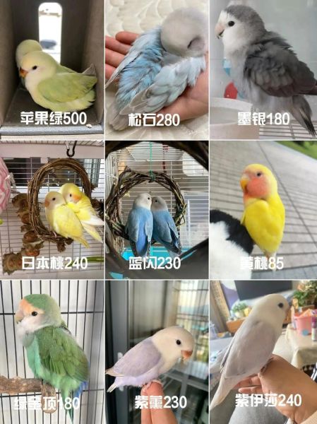 鹦鹉市场价格多少钱一只_新手怎么挑选健康鹦鹉-第2张图片-俊逸知识馆 鹦鹉市场价格多少钱一只_新手怎么挑选健康鹦鹉-第2张图片-俊逸知识馆