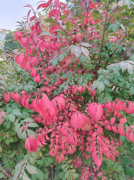 丁香园怎么样_丁香园可靠吗-第1张图片-俊逸知识馆 丁香园怎么样_丁香园可靠吗-第1张图片-俊逸知识馆