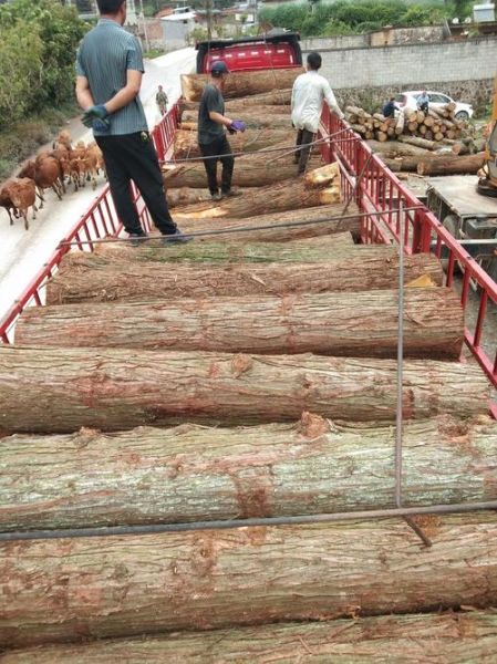 杉木价格多少钱一方_杉木市场行情走势-第1张图片-俊逸知识馆 杉木价格多少钱一方_杉木市场行情走势-第1张图片-俊逸知识馆