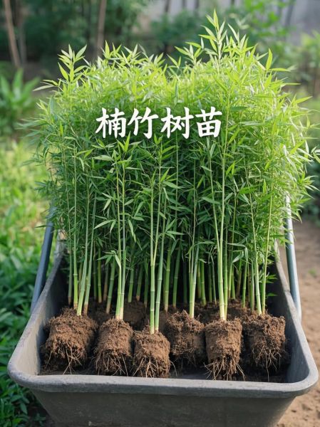 竹子批发价格多少钱一吨_竹子种植前景怎么样-第3张图片-俊逸知识馆 竹子批发价格多少钱一吨_竹子种植前景怎么样-第3张图片-俊逸知识馆