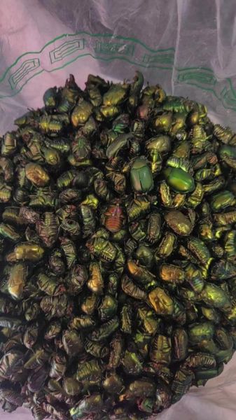 昆虫市场怎么进货_昆虫批发市场在哪里-第2张图片-俊逸知识馆