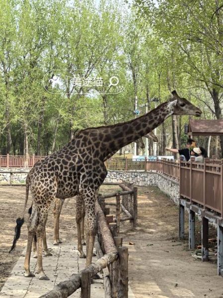 北京动物园好玩吗_值得去吗-第3张图片-俊逸知识馆