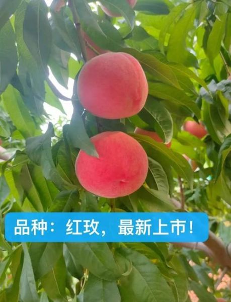 北京平谷大桃哪里买_如何挑选正宗平谷大桃-第2张图片-俊逸知识馆 北京平谷大桃哪里买_如何挑选正宗平谷大桃-第2张图片-俊逸知识馆