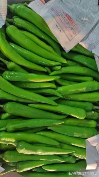 蔬东坡怎么样_蔬东坡系统好用吗-第2张图片-俊逸知识馆 蔬东坡怎么样_蔬东坡系统好用吗-第2张图片-俊逸知识馆