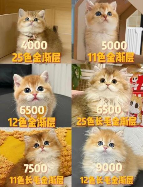 金猫银猫股票怎么样_金猫银猫股票还能买吗-第3张图片-俊逸知识馆