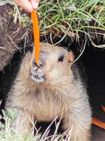 土拨鼠怎么样_土拨鼠可以当宠物吗-第1张图片-俊逸知识馆 土拨鼠怎么样_土拨鼠可以当宠物吗-第1张图片-俊逸知识馆