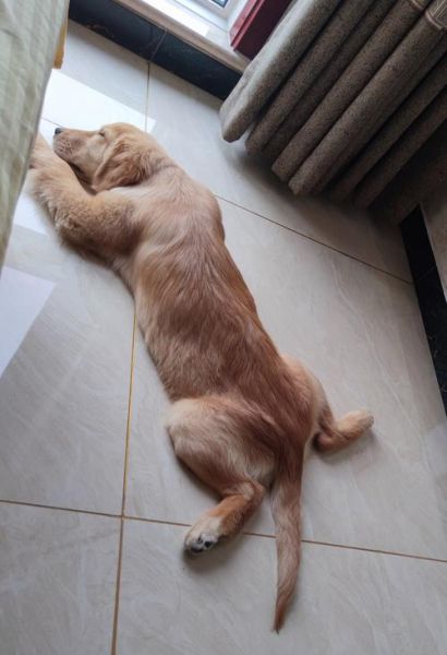 趴趴狗怎么样_趴趴狗好用吗-第2张图片-俊逸知识馆 趴趴狗怎么样_趴趴狗好用吗-第2张图片-俊逸知识馆