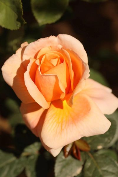 北京市市花是什么花_北京市花月季和菊花区别-第2张图片-俊逸知识馆