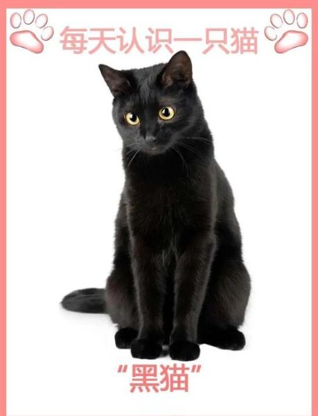 黑猫为什么被视为不吉利_黑猫能带来好运吗-第1张图片-俊逸知识馆 黑猫为什么被视为不吉利_黑猫能带来好运吗-第1张图片-俊逸知识馆