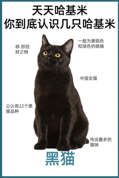 黑猫为什么被视为不吉利_黑猫能带来好运吗-第3张图片-俊逸知识馆 黑猫为什么被视为不吉利_黑猫能带来好运吗-第3张图片-俊逸知识馆