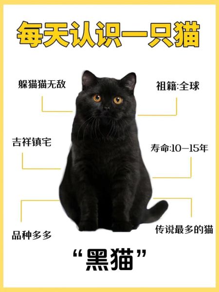 黑猫为什么被视为不吉利_黑猫能带来好运吗-第2张图片-俊逸知识馆 黑猫为什么被视为不吉利_黑猫能带来好运吗-第2张图片-俊逸知识馆