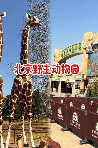 北京动物园新动物有哪些_北京动物园新动物在哪里看-第3张图片-俊逸知识馆 北京动物园新动物有哪些_北京动物园新动物在哪里看-第3张图片-俊逸知识馆