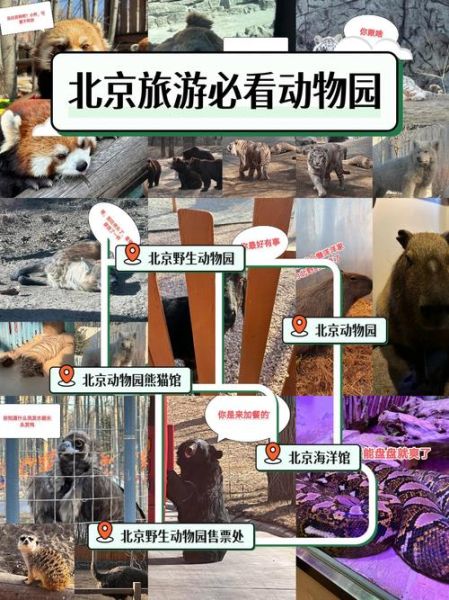 北京动物园新动物有哪些_北京动物园新动物在哪里看-第1张图片-俊逸知识馆 北京动物园新动物有哪些_北京动物园新动物在哪里看-第1张图片-俊逸知识馆