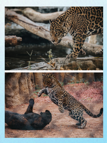 北京动物园新动物有哪些_北京动物园新动物在哪里看-第2张图片-俊逸知识馆 北京动物园新动物有哪些_北京动物园新动物在哪里看-第2张图片-俊逸知识馆