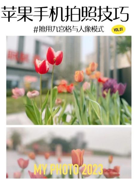 苹果拍怎么样_苹果拍照效果好吗-第1张图片-俊逸知识馆