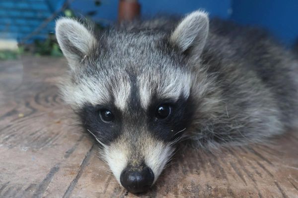 小浣熊可以当宠物吗_小浣熊多少钱一只-第2张图片-俊逸知识馆