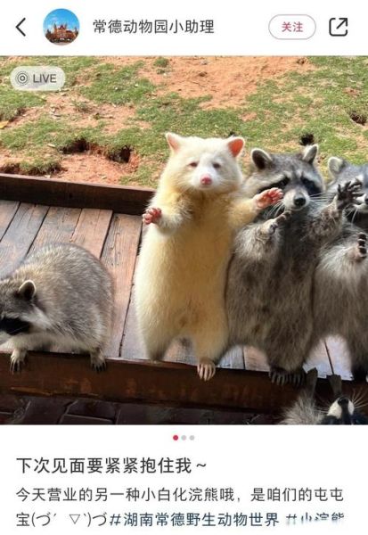 小浣熊可以当宠物吗_小浣熊多少钱一只-第3张图片-俊逸知识馆