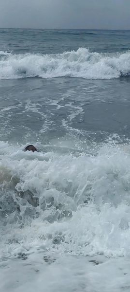 海水喝了会怎么样_喝海水后身体反应-第1张图片-俊逸知识馆 海水喝了会怎么样_喝海水后身体反应-第1张图片-俊逸知识馆