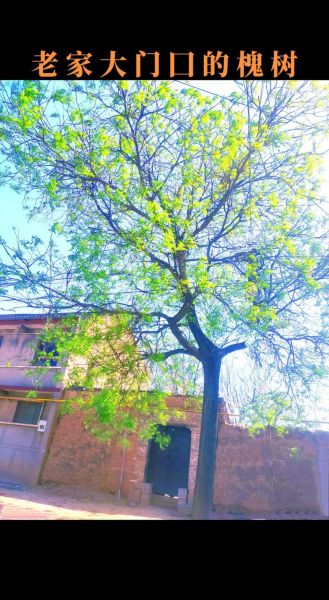 北京市树是什么_北京市树国槐和侧柏的象征意义-第2张图片-俊逸知识馆