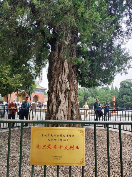 北京市树是什么_北京市树国槐和侧柏的象征意义-第1张图片-俊逸知识馆