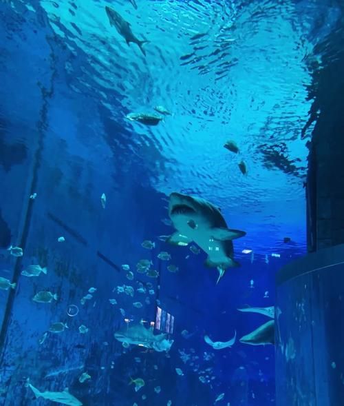 北京三个海洋馆哪个好_北京海洋馆推荐-第3张图片-俊逸知识馆 北京三个海洋馆哪个好_北京海洋馆推荐-第3张图片-俊逸知识馆