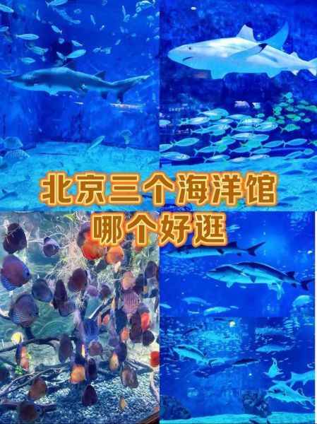 北京三个海洋馆哪个好_北京海洋馆推荐-第2张图片-俊逸知识馆 北京三个海洋馆哪个好_北京海洋馆推荐-第2张图片-俊逸知识馆