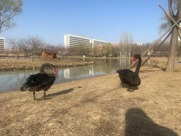 北京理工大学校区分布_良乡校区地址在哪-第3张图片-俊逸知识馆