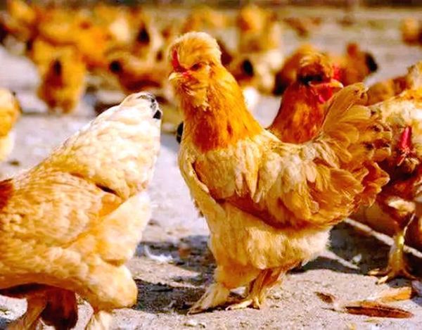 北京油鸡图片哪里找_北京油鸡品种特点-第2张图片-俊逸知识馆 北京油鸡图片哪里找_北京油鸡品种特点-第2张图片-俊逸知识馆