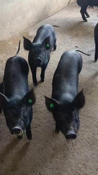 北京黑猪哪里买_北京黑猪多少钱一斤-第2张图片-俊逸知识馆